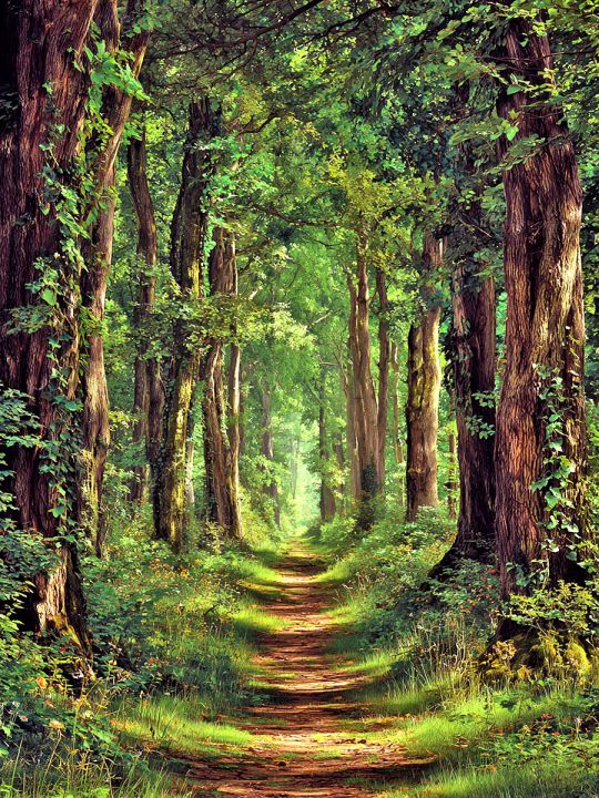 Алмазная мозаика без подрамника «Дубовая роща» 70x50 см