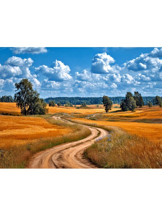 Алмазная мозаика без подрамника «Пшеничное поле» 50x40 см