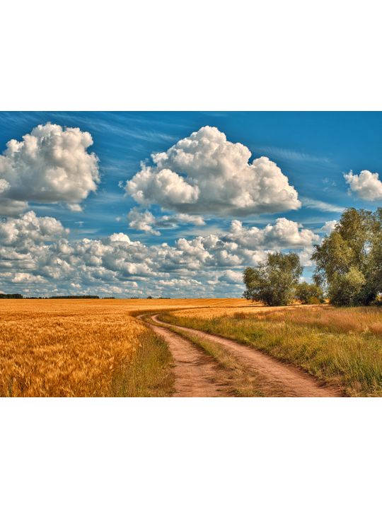 Алмазная мозаика без подрамника «Пшеничное поле» 70x50 см