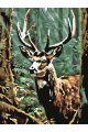Картина по номерам без подрамника «Олень в лесу» 25x20 см