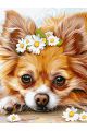 Картина по номерам без подрамника «Чихуахуа» 130x100 см