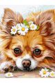 Картина по номерам без подрамника «Чихуахуа» 80x60 см