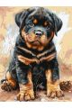 Картина по номерам на подрамнике «Ротвейлер» 90x70 см