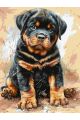 Картина по номерам без подрамника «Ротвейлер» 80x60 см