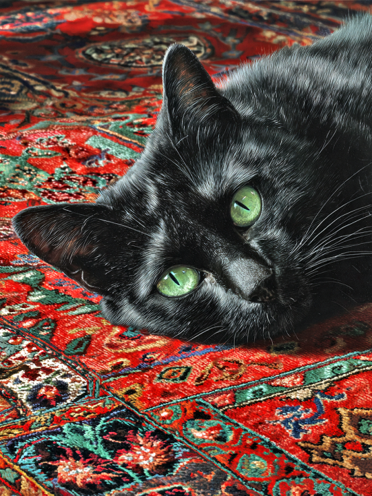 Алмазная мозаика без подрамника «Кошка на ковре» 130x100 см