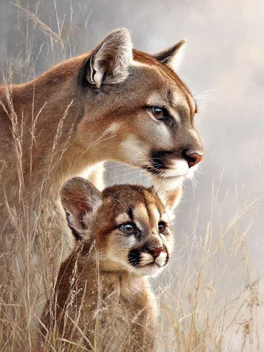 Алмазная мозаика без подрамника «Пумы» 40x30 см