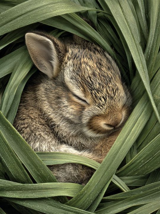 Алмазная мозаика без подрамника «Зайчонок» 50x40 см