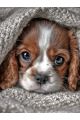 Алмазная мозаика без подрамника «Спаниель» 70x50 см