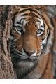Алмазная мозаика без подрамника «Тигр» 90x70 см