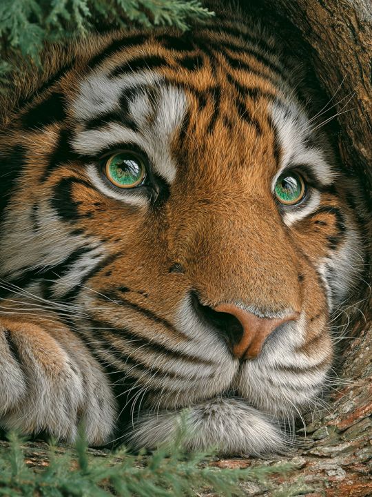 Алмазная мозаика без подрамника «Тигр» 90x70 см