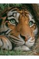 Алмазная мозаика без подрамника «Тигр» 90x70 см