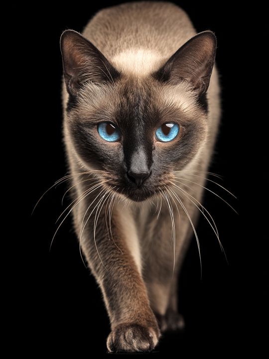 Алмазная мозаика без подрамника «Сиамский кот» 130x100 см