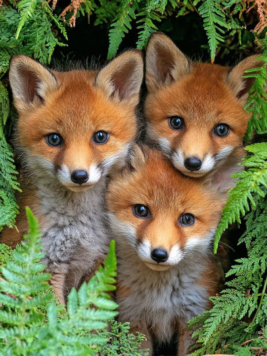 Алмазная мозаика без подрамника «Лисята» 130x100 см