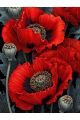 Алмазная мозаика без подрамника «Красные маки» 90x70 см
