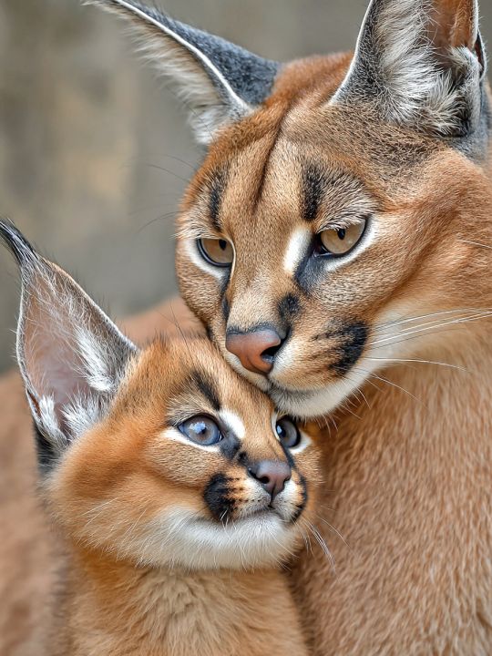 Алмазная мозаика без подрамника «Каракалы» 40x30 см, 46 цветов