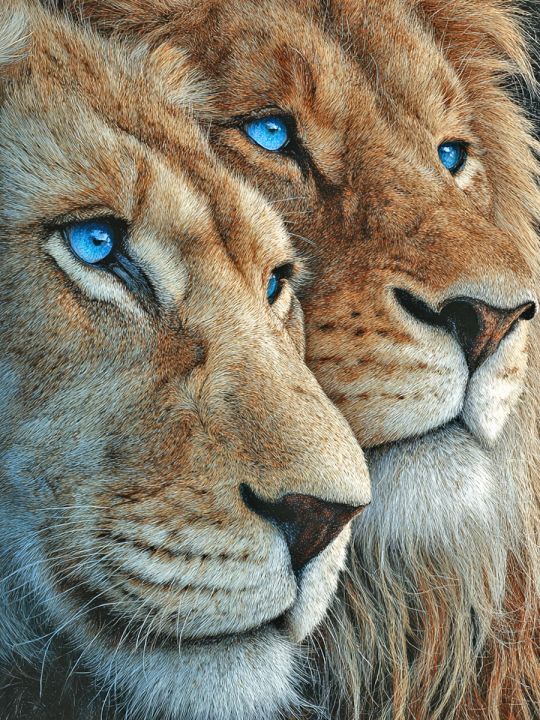 Алмазная мозаика без подрамника «Лев и львица» 40x30 см