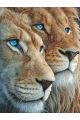 Алмазная мозаика без подрамника «Лев и львица» 40x30 см