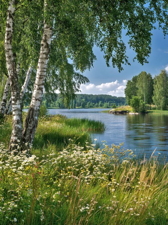 Алмазная мозаика без подрамника «Березы у реки» 50x40 см