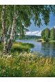 Алмазная мозаика без подрамника «Березы у реки» 50x40 см
