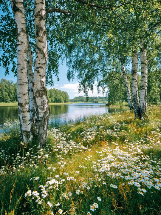 Алмазная мозаика без подрамника «Березы у воды» 50x40 см