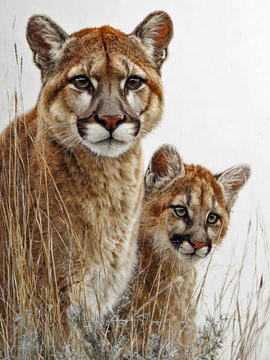 Алмазная мозаика без подрамника «Пума и детеныш» 90x70 см