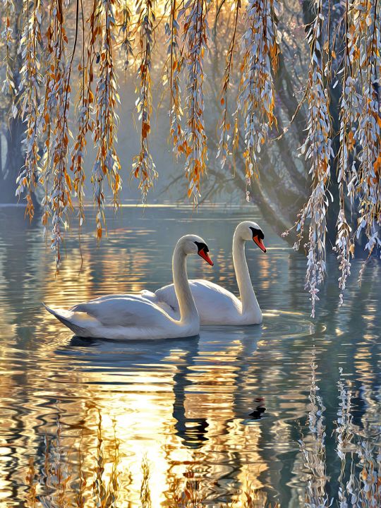 Алмазная мозаика без подрамника «Белые лебеди» 130x100 см