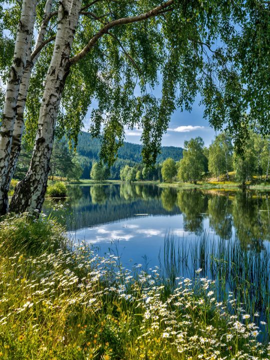 Алмазная мозаика без подрамника «Береза у воды» 130x100 см