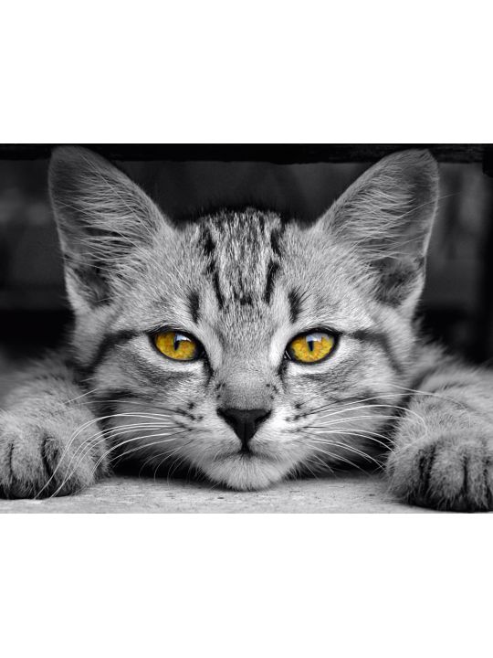 Алмазная мозаика без подрамника «Серый котенок» 35x25 см