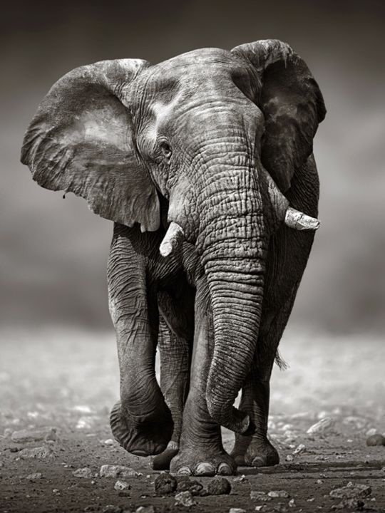 Алмазная мозаика без подрамника «Слон» 90x70 см