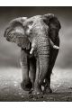 Алмазная мозаика без подрамника «Слон» 35x25 см