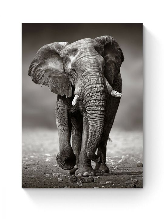 Алмазная мозаика на подрамнике «Слон» 35x25 см