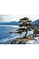 Картина по номерам на подрамнике «Кедр на скале» 90x70 см