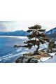 Картина по номерам без подрамника «Кедр на скале» 130x100 см