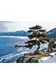 Картина по номерам без подрамника «Кедр на скале» 80x60 см