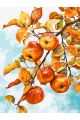Картина по номерам без подрамника «Яблочки» 130x100 см
