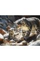 Картина по номерам без подрамника «Снежные барсы» 90x70 см