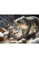 Картина по номерам без подрамника «Снежные барсы» 130x100 см