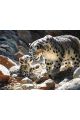 Картина по номерам без подрамника «Снежные барсы» 80x60 см