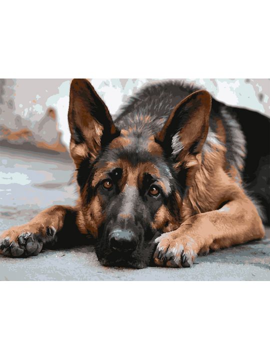 Картина по номерам без подрамника «Овчарка» 130x100 см