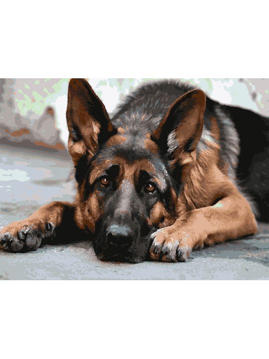 Картина по номерам без подрамника «Овчарка» 80x60 см