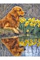 Алмазная мозаика без подрамника «Голден ретривер» 60x45 см