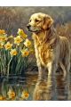 Алмазная мозаика без подрамника «Голден ретривер» 60x45 см