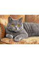 Картина по номерам на подрамнике «Кот Британец» 90x70 см