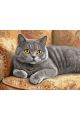 Картина по номерам без подрамника «Кот Британец» 130x100 см