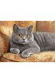 Картина по номерам без подрамника «Кот Британец» 80x60 см