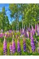 Алмазная мозаика без подрамника «Люпины в лесу» 60x45 см