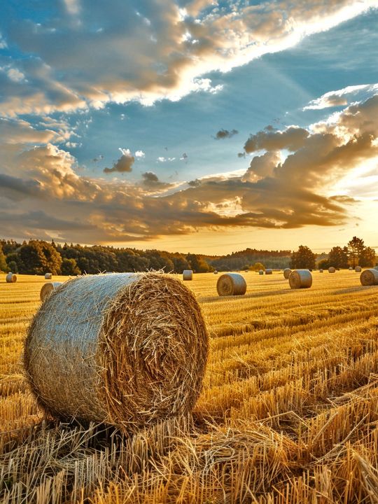 Алмазная мозаика без подрамника «Пшеничное поле» 70x50 см