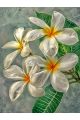 Алмазная мозаика без подрамника «Цветок плюмерия» 35x25 см
