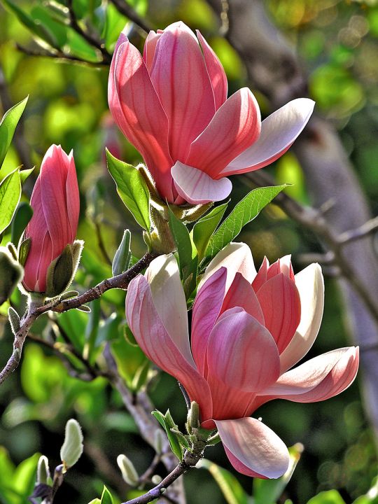 Алмазная мозаика без подрамника «Цветок магнолии» 50x40 см