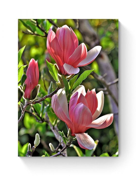 Алмазная мозаика на подрамнике «Цветок магнолии» 40x30 см